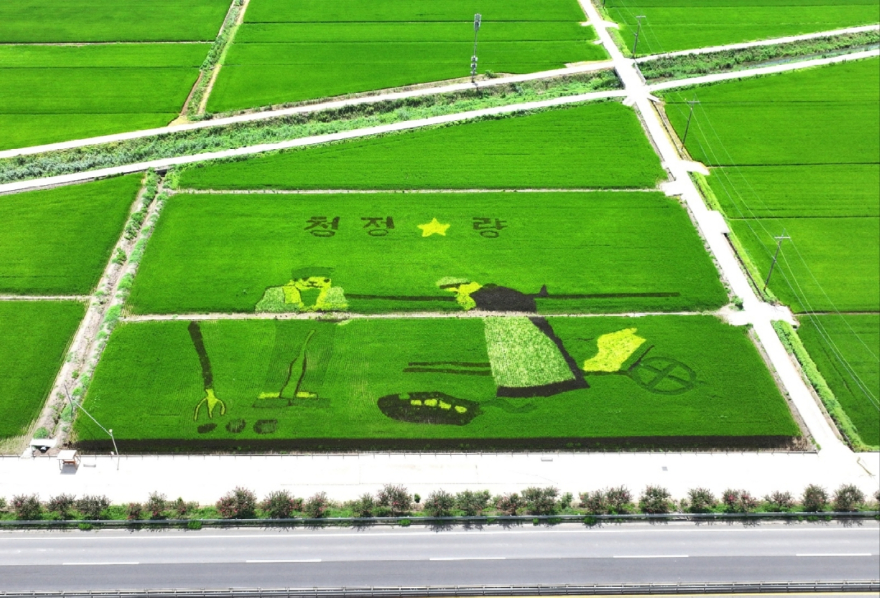 8.지난 25일 별량면 논아트 드론촬영(만종).jpg